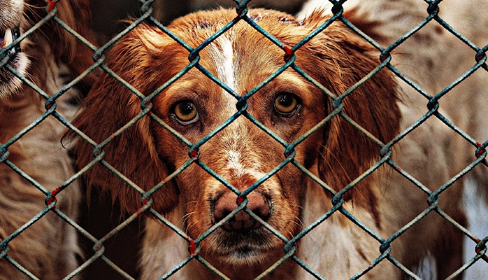 Le Tribunal correctionnel de Bruxelles condamne les propriétaires d'un chien agressif à six mois de prison
